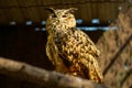 Beautiful eagle owl in the cage