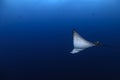 Eagle Ray Gliding through Open Waters in Maldives Royalty Free Stock Photo