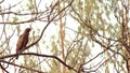 Beautiful Eagle sitting on a branch