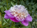 Beautiful early flowering pink peonies