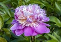 Beautiful early flowering pink peonies