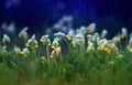 beautiful early fresh yellow flowers primrose grow on spring green meadow on the background of fabulous blue sky