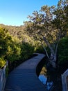 Beautiful early morning view of a boardwalk with mountains, trees and fog in the background Royalty Free Stock Photo