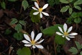Beautiful Early Spring Bloodroot Blossoms