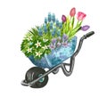 Beautiful early spring garden flowers bouquet in a wheelbarrow