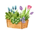 Beautiful early spring garden flowers bouquet in a wooden box, hand drawn watercolor illustration