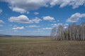 Beautiful early spring landscape with blue sky and white clouds. Pastures, rural meadow spring landscape, birches in the distance