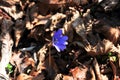 Beautiful early spring Liver flower Hepatica transsilvanica