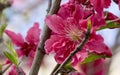 Pink flowers