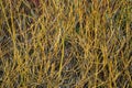 Early spring view of yellow and red stems of Tatarian Dogwood and Golden-Twig Dogwood with colorful and distinctive Royalty Free Stock Photo