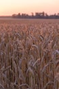 Beautiful ears of wheat. Sunset or dawn wheat field. Shallow depth of field Royalty Free Stock Photo