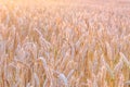 Beautiful ears of wheat. Sunset or dawn wheat field. Shallow depth of field Royalty Free Stock Photo