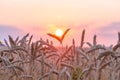 Beautiful ears of wheat. Sunset or dawn wheat field. Shallow depth of field Royalty Free Stock Photo