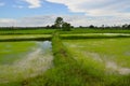 Beautiful earthen dykes in green rice field Royalty Free Stock Photo