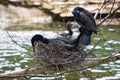 Beautiful east great cormorants at the nest