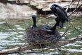 Beautiful east great cormorants at the nest