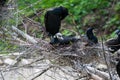 Beautiful east great cormorants at the nest