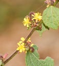 Beautiful East Indian Mallow or Corchorus aestuans flower Royalty Free Stock Photo