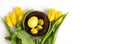 Beautiful Easter composition with yellow eggs in the nest and spring flowers on a white background. Banner. Copy space, top view Royalty Free Stock Photo