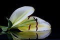 Beautiful easter lilly flower