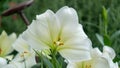 Beautiful Easter Lily Lilium longiflorum with blurred background