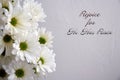 Beautiful Easter White Pompon Daisies with a light grey background