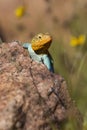 Beautiful Eastern Collared Lizard Royalty Free Stock Photo