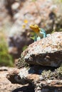 Beautiful eastern collared lizard Royalty Free Stock Photo