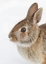 A beautiful Eastern cottontail rabbit sitting in a winter forest. Royalty Free Stock Photo