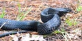 Beautiful Eastern indigo snake Royalty Free Stock Photo