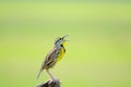 Beautiful Eastern Meadowlark