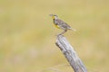 Beautiful Eastern Meadowlark (Sturnella magna) perched on fence post