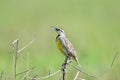 Eastern meadowlark Sturnella magna Royalty Free Stock Photo