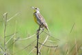 Eastern meadowlark Sturnella magna