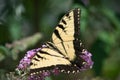 An Eastern Tiger Swallowtail feeding on a Purple Butterfly Bush Royalty Free Stock Photo