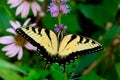 Beautiful Eastern Tiger Swallowtail butterfly (Papilio glaucus)