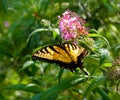 Beautiful Eastern Tiger Swallowtail butterfly (Papilio glaucus) Royalty Free Stock Photo