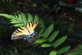 Beautiful Eastern Tiger Swallowtail Butterfly