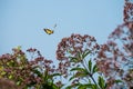 Beautiful Eastern Tiger Swallowtail (Papilio glaucus) butterfly fluttering over wildflowers Royalty Free Stock Photo