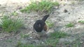 An Eastern Towhee searching for food on the ground