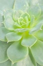 Beautiful Echeveria Elegans Plant Royalty Free Stock Photo