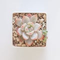 Beautiful Echeveria Elegans Potosina succulent houseplants on white, top view