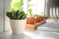 Beautiful echeveria on kitchen counter, space for text. Succulent plant