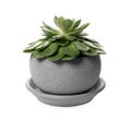 Beautiful Echeveria plant in pot on white background. House decor