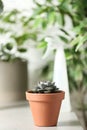 Beautiful Echeveria plant on white table. Space for text