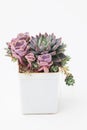 Beautiful Echeveria Succulent houseplant in white plastic pot on white background