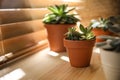 Beautiful echeveria on wooden windowsill. Succulent plant