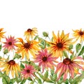 Beautiful echinacea flowers coneflower with green leaves on white background. Seamless floral pattern. Watercolor painting.