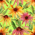 Beautiful echinacea flowers coneflower with leaves on chartreuse green background. Seamless floral pattern. Watercolor painting