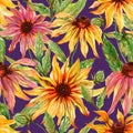 Beautiful echinacea flowers coneflower with leaves on purple background. Seamless floral pattern. Watercolor painting. Royalty Free Stock Photo